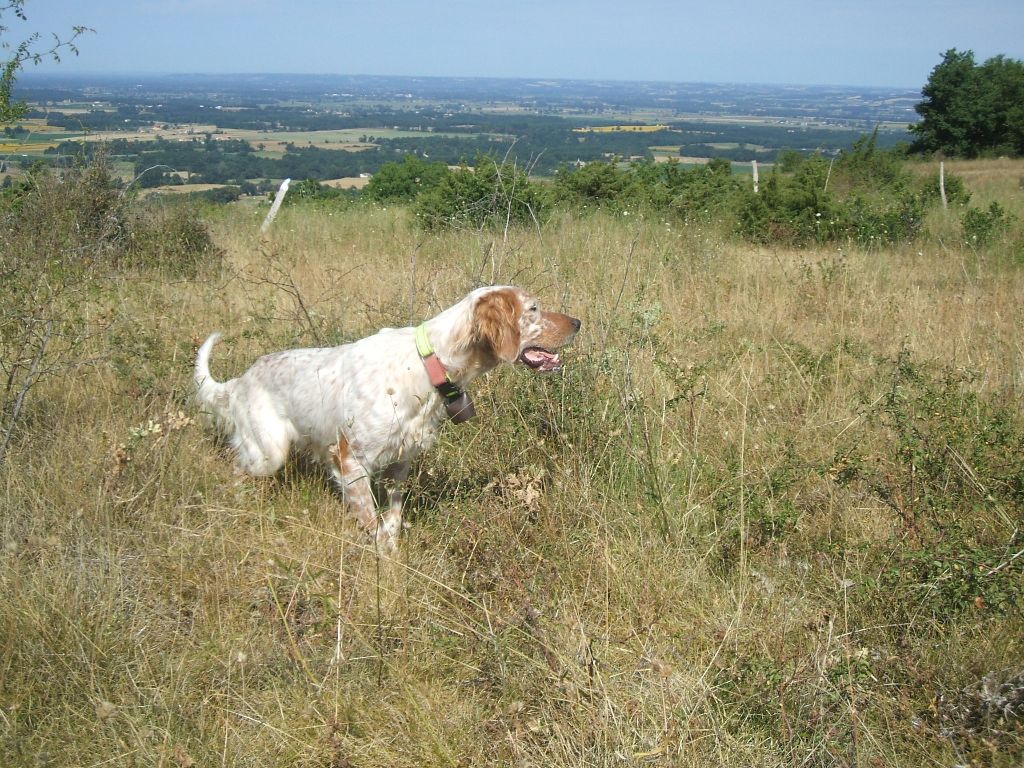 du Gouyre - Chiots disponibles - Setter Anglais