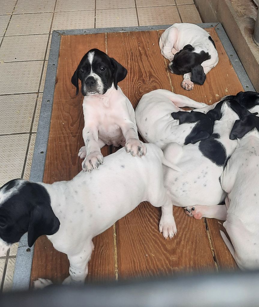 Chiot Pointer du Gouyre