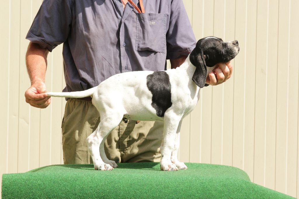 du Gouyre - Chiots disponibles - Pointer