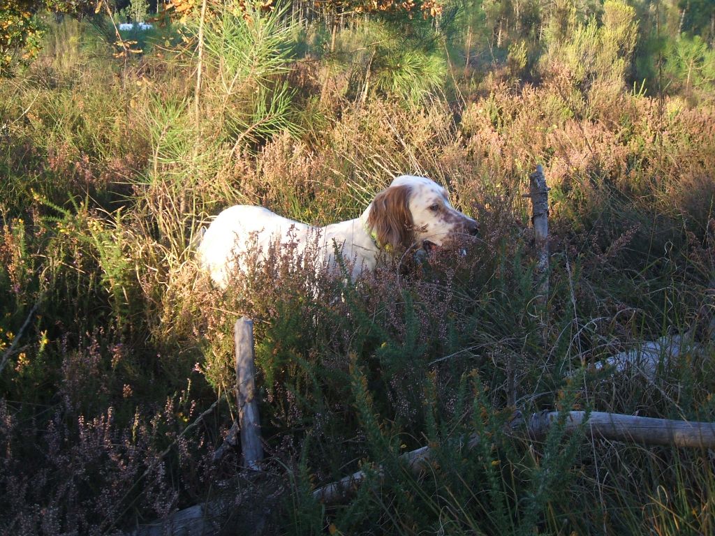 du Gouyre - Chiots disponibles - Setter Anglais